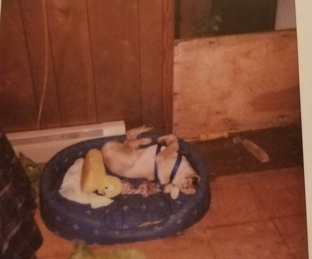 Boofy as a pup1