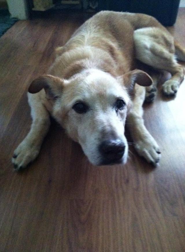 Boofy in his older age